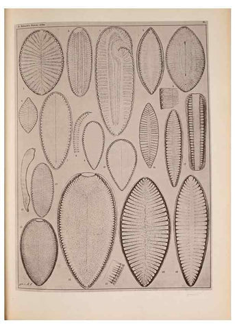 Reproducción/Reproduction 49390075492: Atlas der Diatomaceen-Kunde /. Leipzig :O.R. Reisland,[1874-19.. 