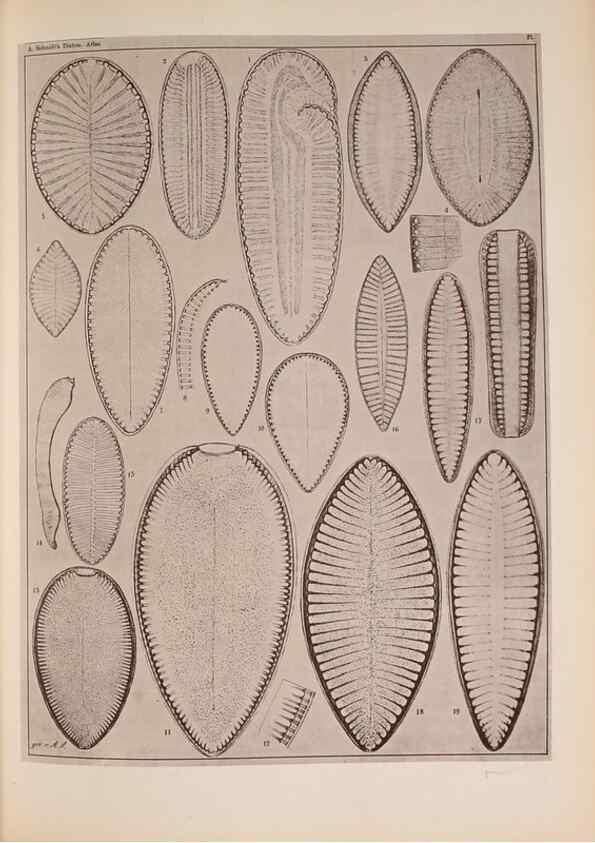 Reproducción/Reproduction 49390075492: Atlas der Diatomaceen-Kunde /. Leipzig :O.R. Reisland,[1874-19.. 