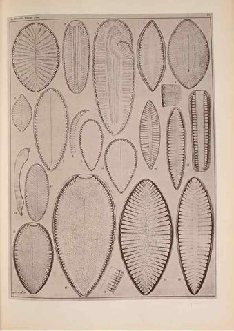 Reproducción/Reproduction 49390075492: Atlas der Diatomaceen-Kunde /. Leipzig :O.R. Reisland,[1874-19.. 