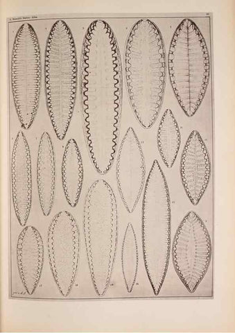 Reproducción/Reproduction 49389405783: Atlas der Diatomaceen-Kunde /. Leipzig :O.R. Reisland,[1874-19.. 