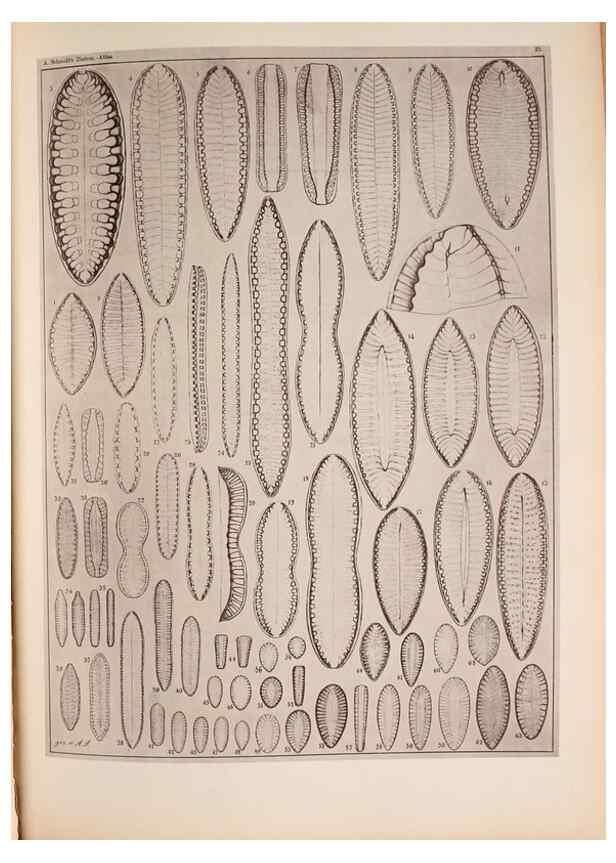 Reproducción/Reproduction 49389406203: Atlas der Diatomaceen-Kunde /. Leipzig :O.R. Reisland,[1874-19.. 