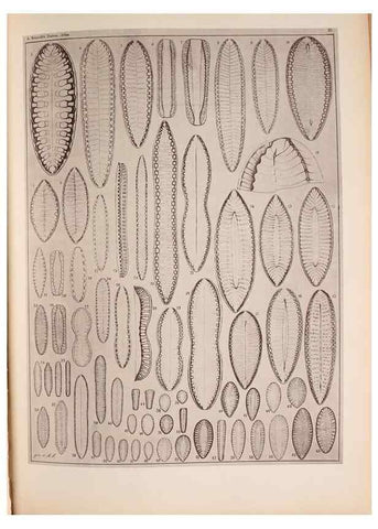 Reproducción/Reproduction 49389406203: Atlas der Diatomaceen-Kunde /. Leipzig :O.R. Reisland,[1874-19.. 