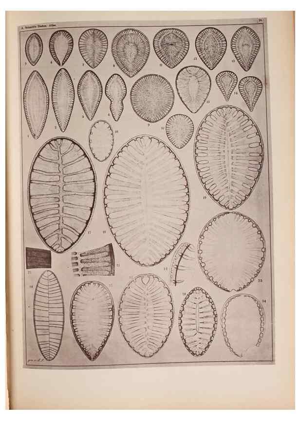 Reproducción/Reproduction 49390076977: Atlas der Diatomaceen-Kunde /. Leipzig :O.R. Reisland,[1874-19.. 