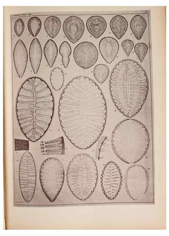 Reproducción/Reproduction 49390076977: Atlas der Diatomaceen-Kunde /. Leipzig :O.R. Reisland,[1874-19.. 