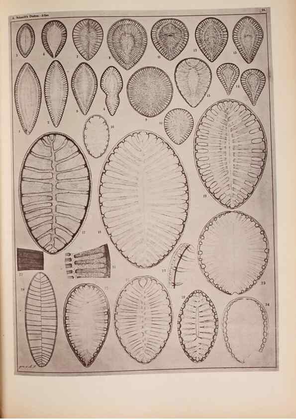 Reproducción/Reproduction 49390076977: Atlas der Diatomaceen-Kunde /. Leipzig :O.R. Reisland,[1874-19.. 