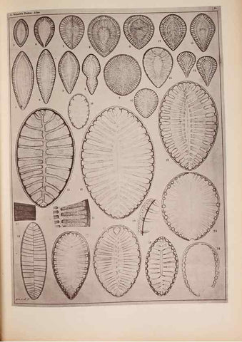 Reproducción/Reproduction 49390076977: Atlas der Diatomaceen-Kunde /. Leipzig :O.R. Reisland,[1874-19.. 