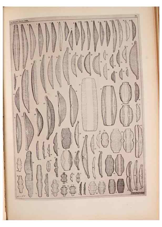 Reproducción/Reproduction 49389880826: Atlas der Diatomaceen-Kunde /. Leipzig :O.R. Reisland,[1874-19.. 