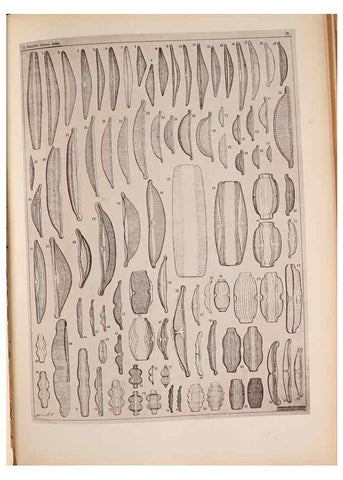 Reproducción/Reproduction 49389880826: Atlas der Diatomaceen-Kunde /. Leipzig :O.R. Reisland,[1874-19.. 