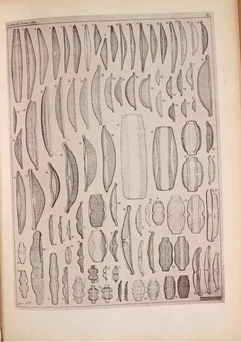 Reproducción/Reproduction 49389880826: Atlas der Diatomaceen-Kunde /. Leipzig :O.R. Reisland,[1874-19.. 