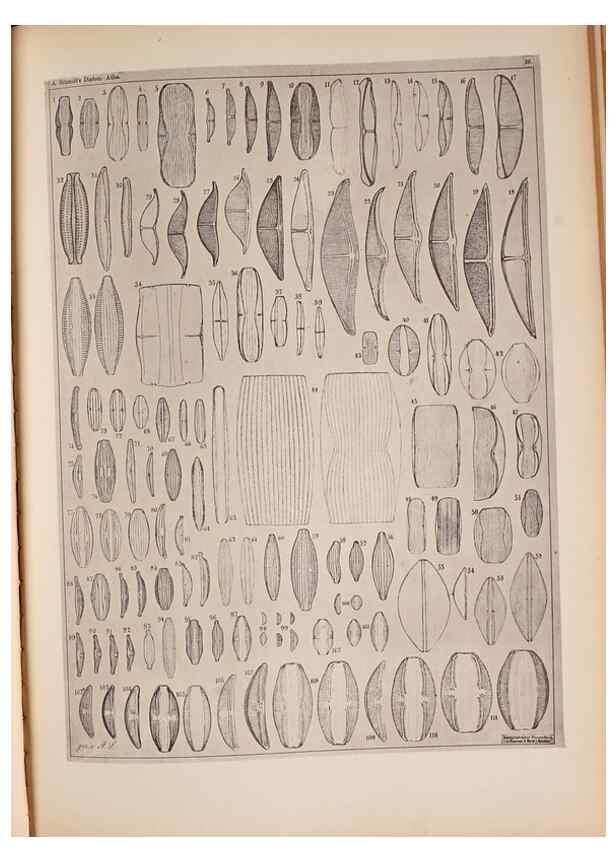 Reproducción/Reproduction 49389881246: Atlas der Diatomaceen-Kunde /. Leipzig :O.R. Reisland,[1874-19.. 