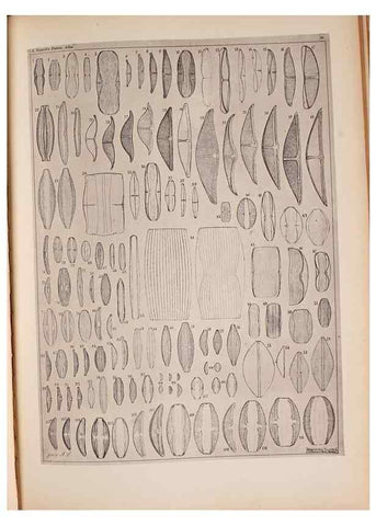 Reproducción/Reproduction 49389881246: Atlas der Diatomaceen-Kunde /. Leipzig :O.R. Reisland,[1874-19.. 