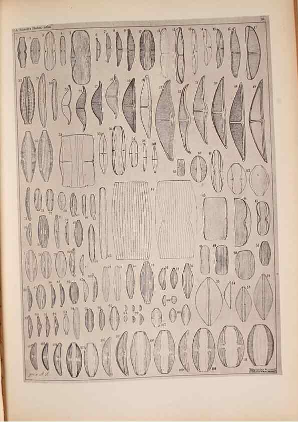 Reproducción/Reproduction 49389881246: Atlas der Diatomaceen-Kunde /. Leipzig :O.R. Reisland,[1874-19.. 