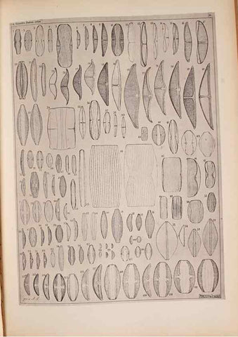 Reproducción/Reproduction 49389881246: Atlas der Diatomaceen-Kunde /. Leipzig :O.R. Reisland,[1874-19.. 