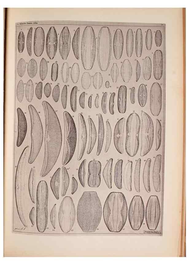 Reproducción/Reproduction 49390078222: Atlas der Diatomaceen-Kunde /. Leipzig :O.R. Reisland,[1874-19.. 