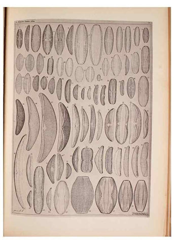 Reproducción/Reproduction 49390078222: Atlas der Diatomaceen-Kunde /. Leipzig :O.R. Reisland,[1874-19.. 