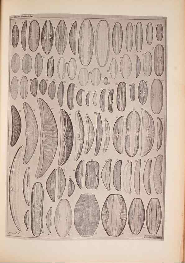 Reproducción/Reproduction 49390078222: Atlas der Diatomaceen-Kunde /. Leipzig :O.R. Reisland,[1874-19.. 