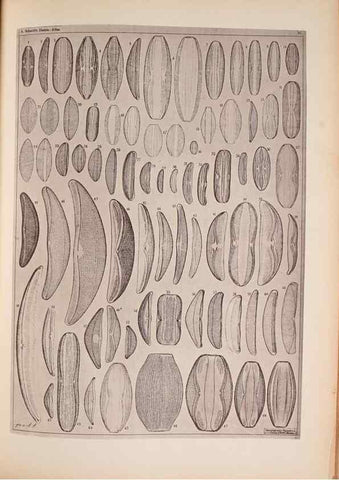 Reproducción/Reproduction 49390078222: Atlas der Diatomaceen-Kunde /. Leipzig :O.R. Reisland,[1874-19.. 