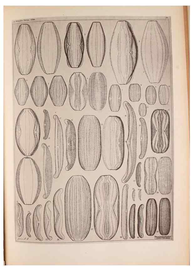 Reproducción/Reproduction 49389881991: Atlas der Diatomaceen-Kunde /. Leipzig :O.R. Reisland,[1874-19.. 
