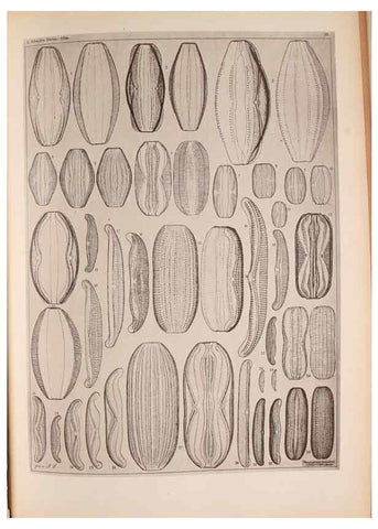 Reproducción/Reproduction 49389881991: Atlas der Diatomaceen-Kunde /. Leipzig :O.R. Reisland,[1874-19.. 