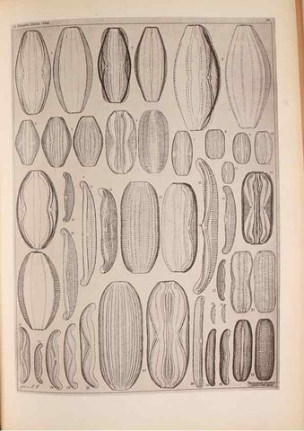 Reproducción/Reproduction 49389881991: Atlas der Diatomaceen-Kunde /. Leipzig :O.R. Reisland,[1874-19.. 