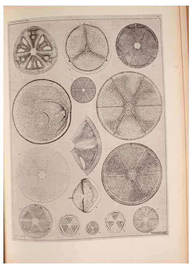 Reproducción/Reproduction 49390079032: Atlas der Diatomaceen-Kunde /. Leipzig :O.R. Reisland,[1874-19.. 