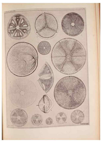 Reproducción/Reproduction 49390079032: Atlas der Diatomaceen-Kunde /. Leipzig :O.R. Reisland,[1874-19.. 