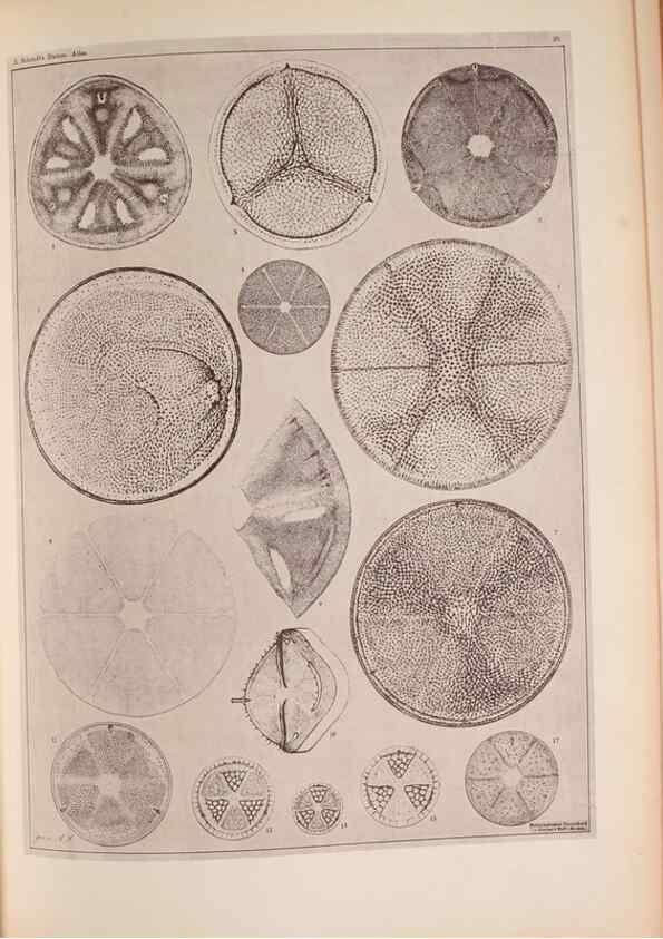 Reproducción/Reproduction 49390079032: Atlas der Diatomaceen-Kunde /. Leipzig :O.R. Reisland,[1874-19.. 
