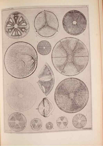 Reproducción/Reproduction 49390079032: Atlas der Diatomaceen-Kunde /. Leipzig :O.R. Reisland,[1874-19.. 