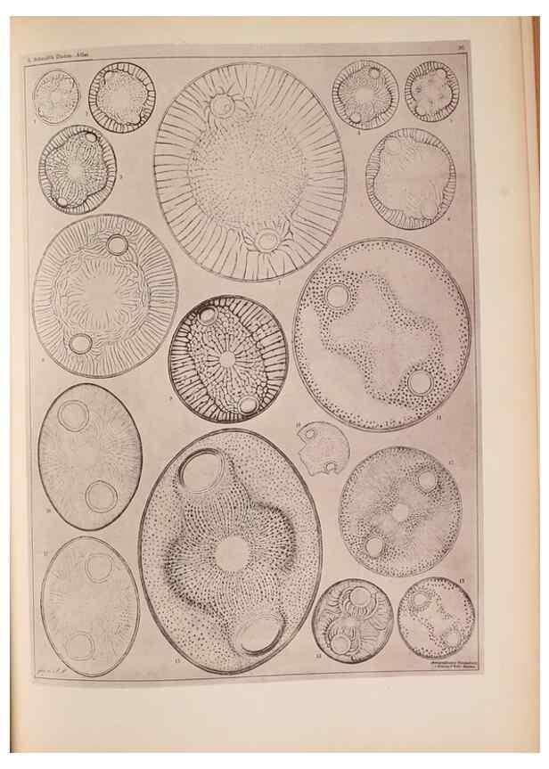 Reproducción/Reproduction 49389408833: Atlas der Diatomaceen-Kunde /. Leipzig :O.R. Reisland,[1874-19.. 