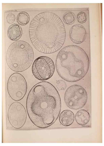 Reproducción/Reproduction 49389408833: Atlas der Diatomaceen-Kunde /. Leipzig :O.R. Reisland,[1874-19.. 