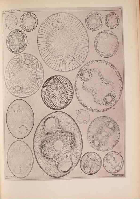 Reproducción/Reproduction 49389408833: Atlas der Diatomaceen-Kunde /. Leipzig :O.R. Reisland,[1874-19.. 