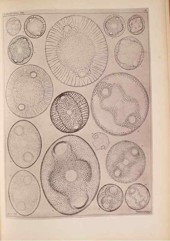 Reproducción/Reproduction 49389408833: Atlas der Diatomaceen-Kunde /. Leipzig :O.R. Reisland,[1874-19.. 