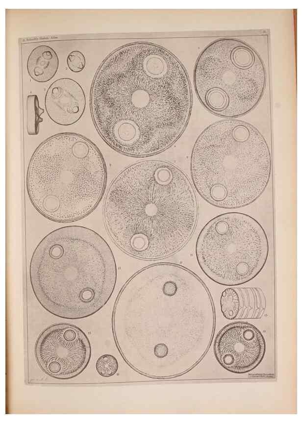 Reproducción/Reproduction 49389409173: Atlas der Diatomaceen-Kunde /. Leipzig :O.R. Reisland,[1874-19.. 