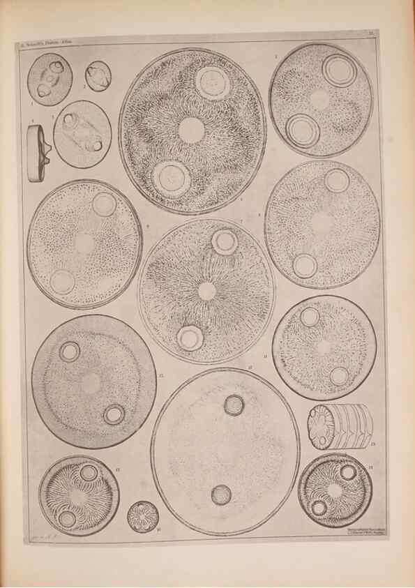 Reproducción/Reproduction 49389409173: Atlas der Diatomaceen-Kunde /. Leipzig :O.R. Reisland,[1874-19.. 