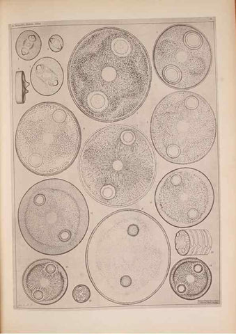 Reproducción/Reproduction 49389409173: Atlas der Diatomaceen-Kunde /. Leipzig :O.R. Reisland,[1874-19.. 