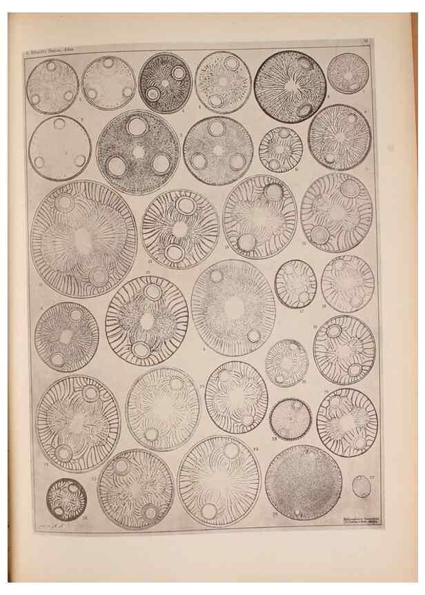Reproducción/Reproduction 49389883441: Atlas der Diatomaceen-Kunde /. Leipzig :O.R. Reisland,[1874-19.. 