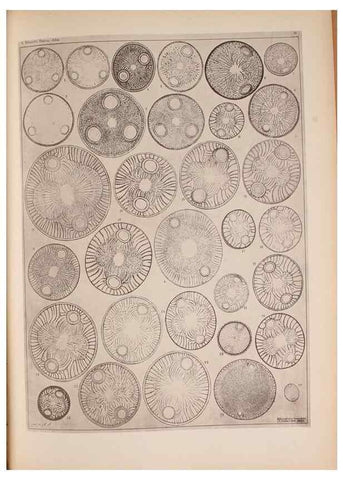Reproducción/Reproduction 49389883441: Atlas der Diatomaceen-Kunde /. Leipzig :O.R. Reisland,[1874-19.. 
