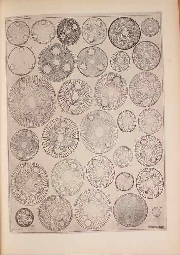 Reproducción/Reproduction 49389883441: Atlas der Diatomaceen-Kunde /. Leipzig :O.R. Reisland,[1874-19.. 