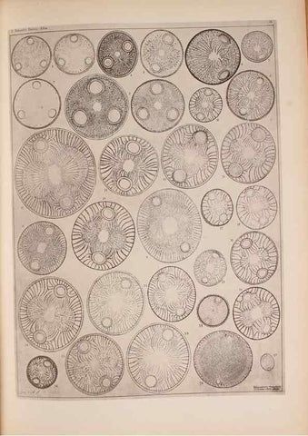 Reproducción/Reproduction 49389883441: Atlas der Diatomaceen-Kunde /. Leipzig :O.R. Reisland,[1874-19.. 