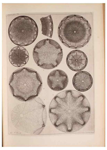 Reproducción/Reproduction 49389884151: Atlas der Diatomaceen-Kunde /. Leipzig :O.R. Reisland,[1874-19.. 