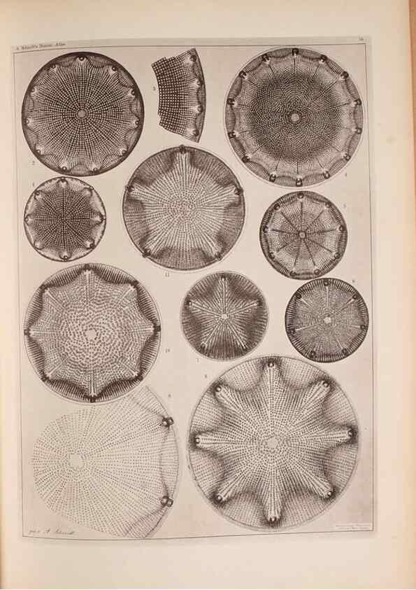 Reproducción/Reproduction 49389884151: Atlas der Diatomaceen-Kunde /. Leipzig :O.R. Reisland,[1874-19.. 