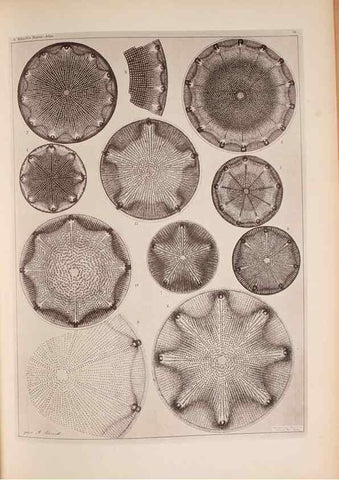 Reproducción/Reproduction 49389884151: Atlas der Diatomaceen-Kunde /. Leipzig :O.R. Reisland,[1874-19.. 