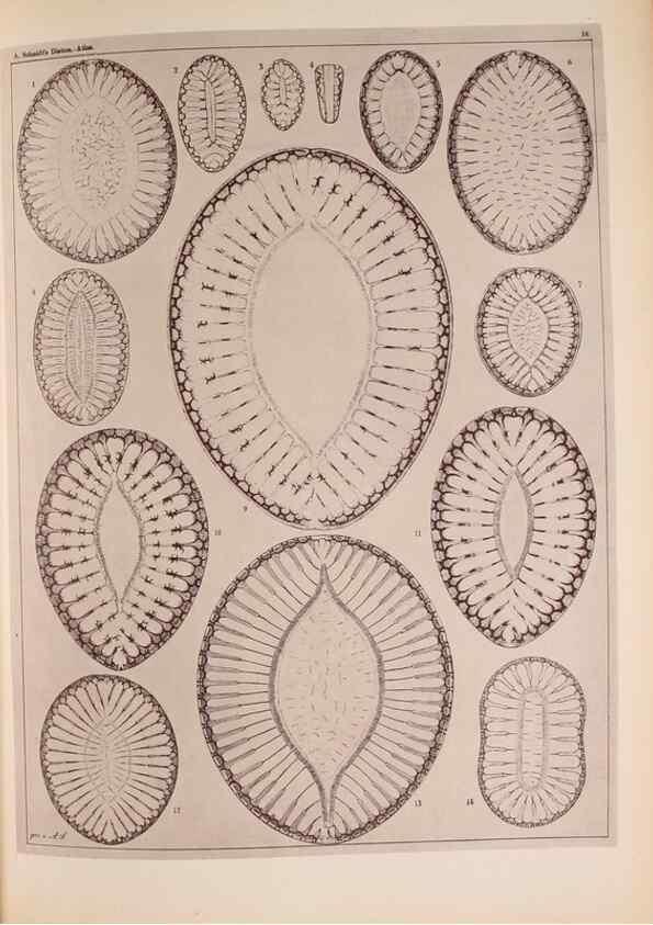 Reproducción/Reproduction 49390074462: Atlas der Diatomaceen-Kunde /. Leipzig :O.R. Reisland,[1874-19.. 