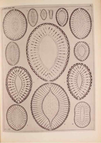 Reproducción/Reproduction 49390074462: Atlas der Diatomaceen-Kunde /. Leipzig :O.R. Reisland,[1874-19.. 