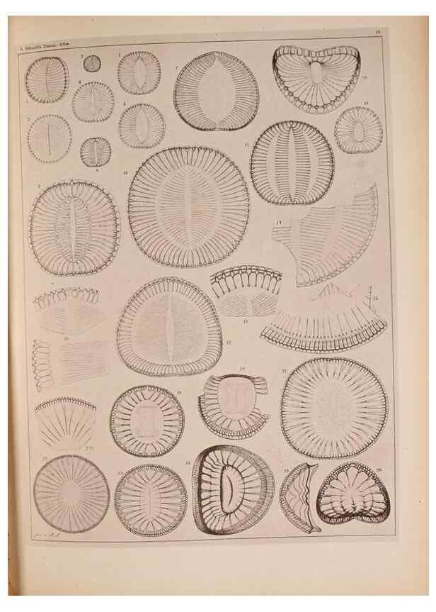 Reproducción/Reproduction 49389403973: Atlas der Diatomaceen-Kunde /. Leipzig :O.R. Reisland,[1874-19.. 