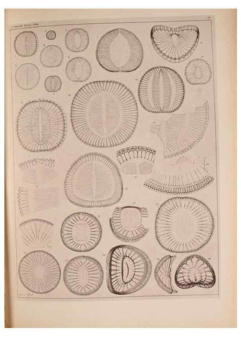 Reproducción/Reproduction 49389403973: Atlas der Diatomaceen-Kunde /. Leipzig :O.R. Reisland,[1874-19.. 