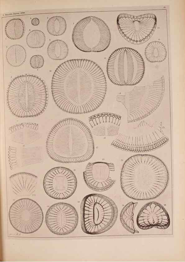 Reproducción/Reproduction 49389403973: Atlas der Diatomaceen-Kunde /. Leipzig :O.R. Reisland,[1874-19.. 