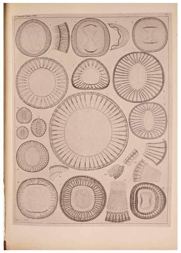 Reproducción/Reproduction 49389403618: Atlas der Diatomaceen-Kunde /. Leipzig :O.R. Reisland,[1874-19.. 