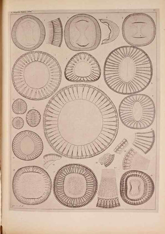 Reproducción/Reproduction 49389403618: Atlas der Diatomaceen-Kunde /. Leipzig :O.R. Reisland,[1874-19.. 