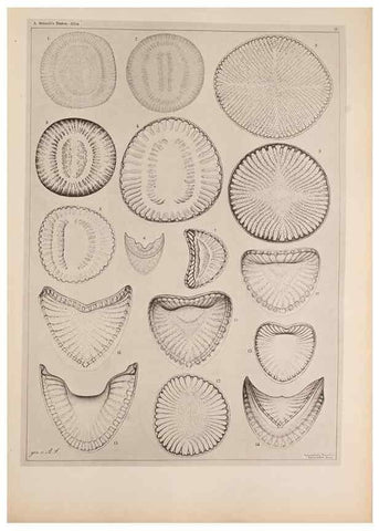 Reproducción/Reproduction 49389872907: Atlas der Diatomaceen-Kunde /. Leipzig :O.R. Reisland,[1874-19.. 